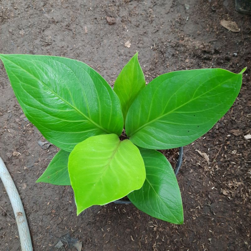 BISA COD tanaman anthurium jemani cobra ukuran dewasa besar