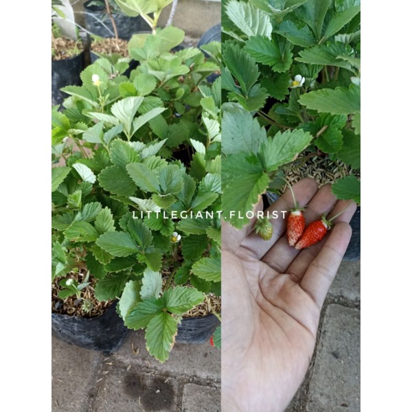 Tanaman Bibit Buah Import Strawberry Alexandria