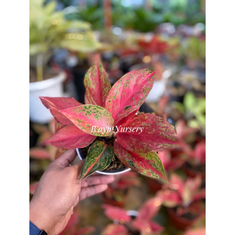 aglaonema Red Moon