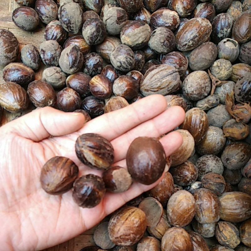 

Pala kering / rempah rempah pala Tua Muda