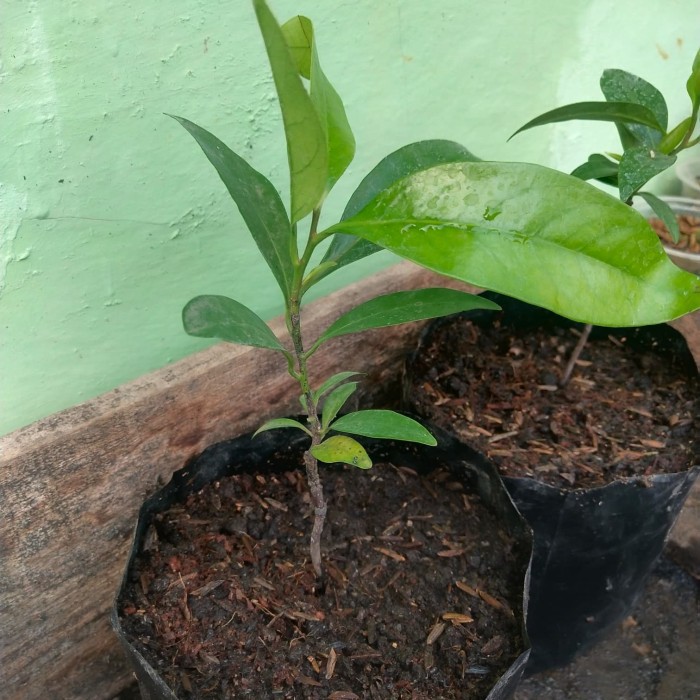 Bibit Tanaman Buah Black Sapote Jumbo