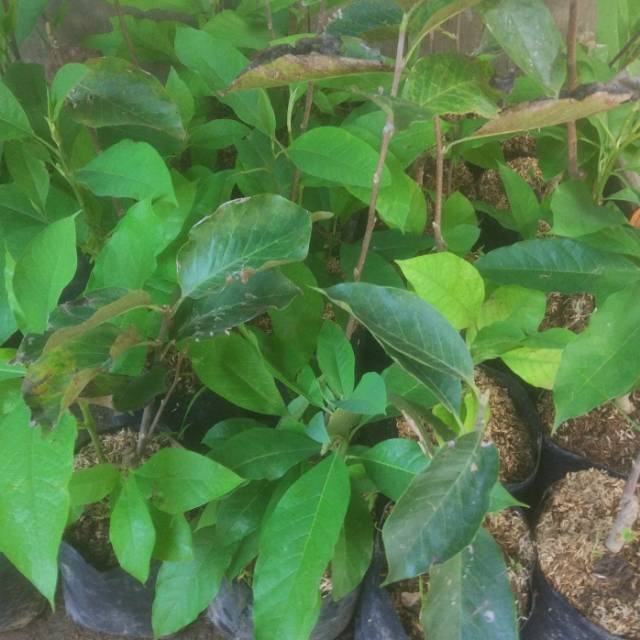 Bibit pohon kantil merah- tanaman pohon kantil merah ori - bunga kantil merah - pohon unggulan