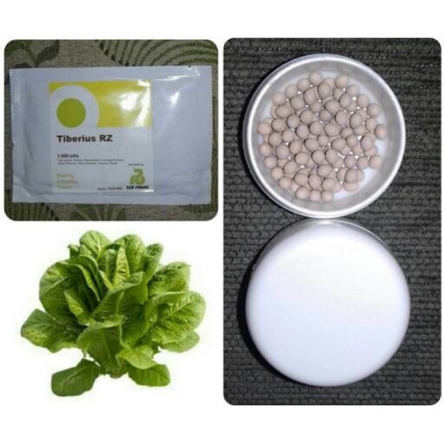 100pills Repack, Benih Selada TIBERIUS RZ Cos Lettuce Romaine Rijk Zwaan