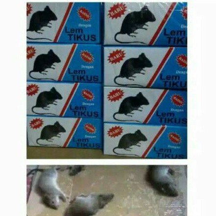 racun tikus mati kering dan tidak berbau Mao wang original murah