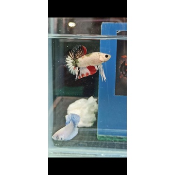 ikan cupang red koi copper (REAL PIC)