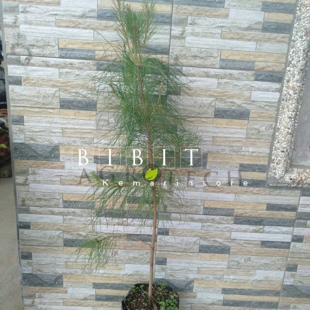 Bibit Tanaman Pohon Pinus