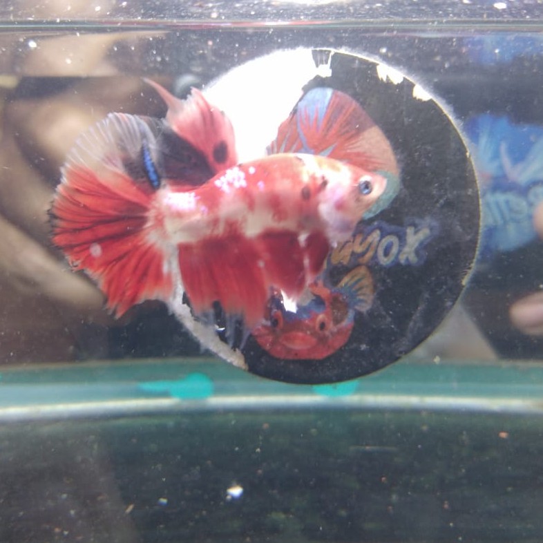 Cupang HMPK Koi galaxy SESUAI GAMBAR