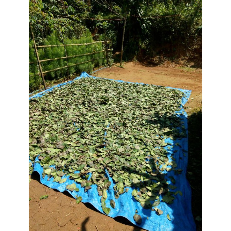 

Daun salam kering bersih 500grm