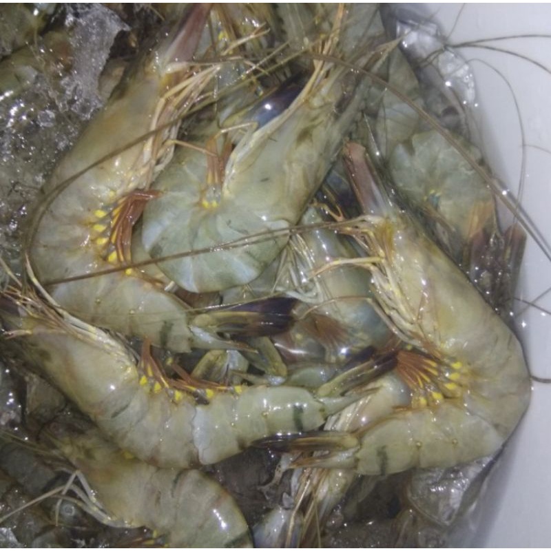 Udang Pancet/ Udang Windu/ Tiger Prawn Size 10-15 ekor/kg