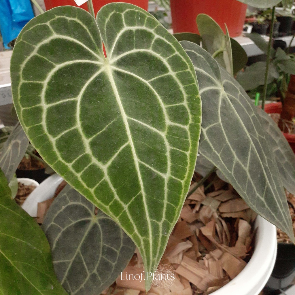 Tanaman Hias Baby Bibit Anthurium Clarinervium / Kuping Gajah Tarantula not Dorayaki Mangkok Silver 