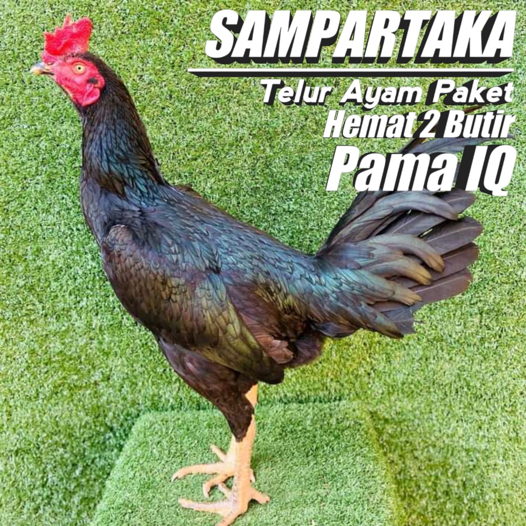 telur ayam birma paket 2 butir mix pama mangon ori