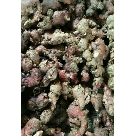 

JAHE MERAH SEGAR PILIHAN OBAT HERBAL 1 KG