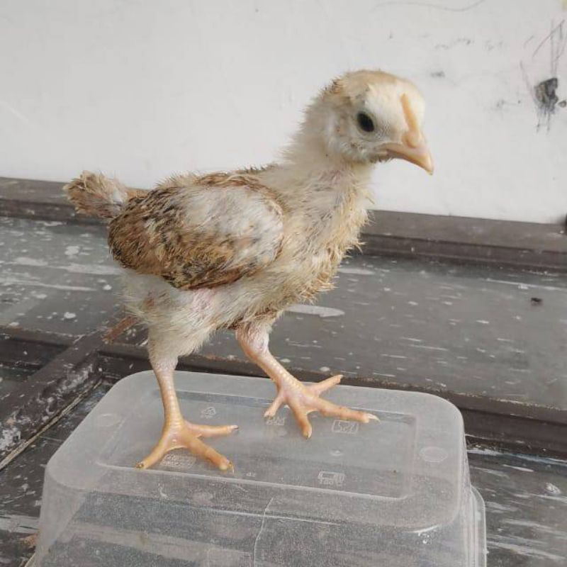 anak ayam kampung asli usia 2 s d 3 minggu   gratis vitamin