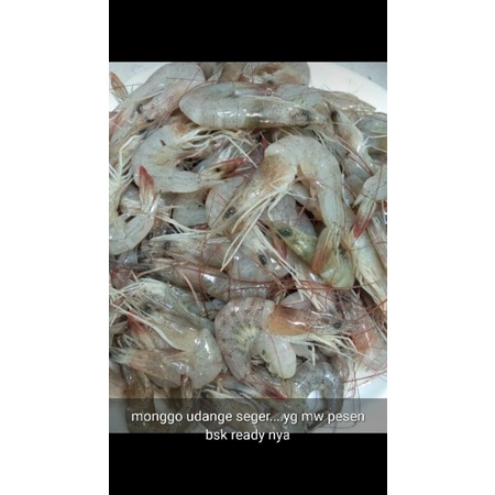 

UDANG SEGAR