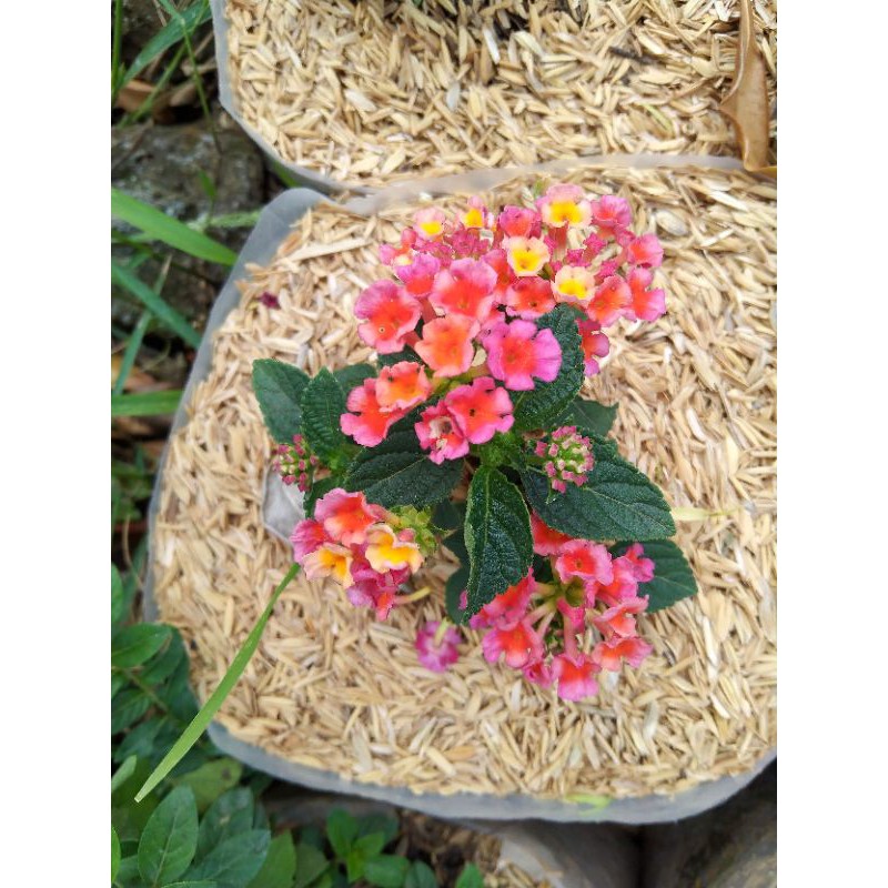 tanaman bunga LANTANA CAMARA L.  bunga lantana merah cerah bahan bonsai