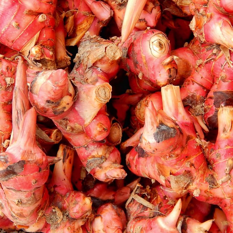 

Lengkuas Segar/laja Segar fress 500 gram