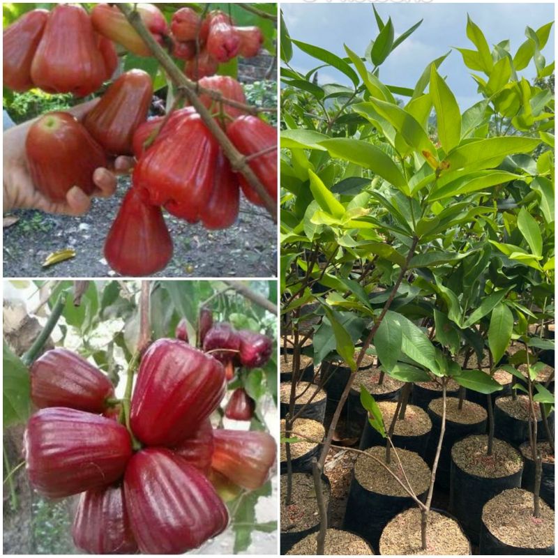 Tanaman Jambu Air Citra (Buah Merah Besar)