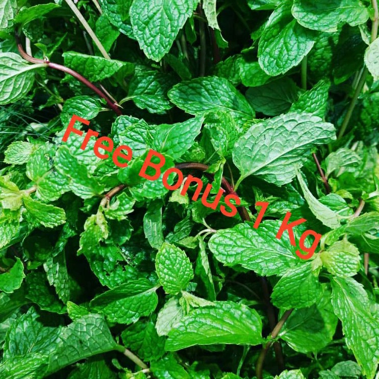 

Daun Mint | Fresh Mint Leaves + Gratis Bonus