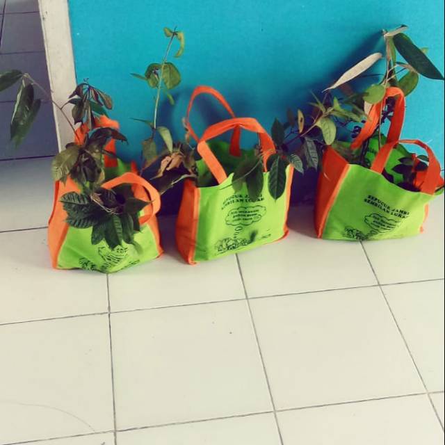 Bibit durian, jambu madu dan jambu citra