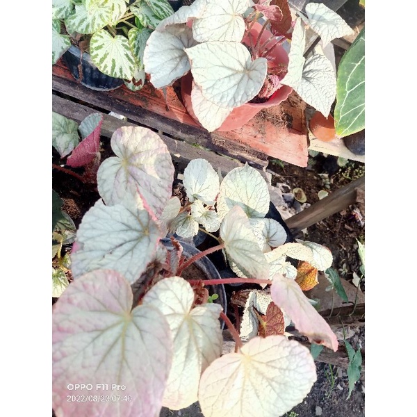 begonia rex silver