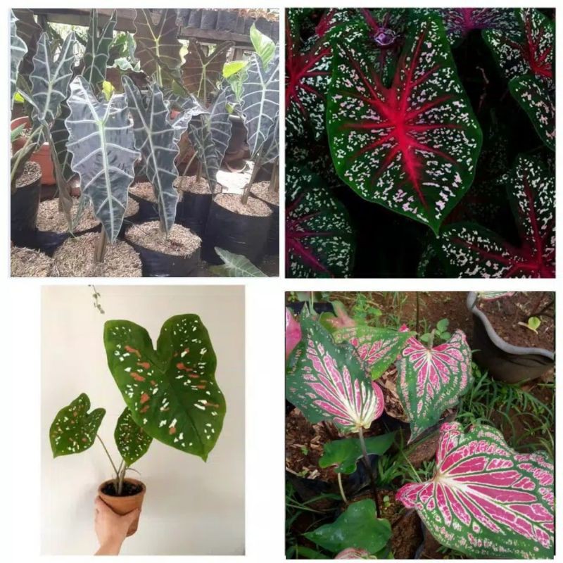 paket 4 jenis keladi tanaman hias