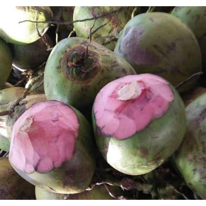 Air kelapa ijo / Wulung