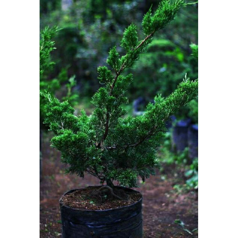 TANAMAN CEMARA  SINESCIS | BAHAN BONSAI | COD | KUALITAS SUPER |