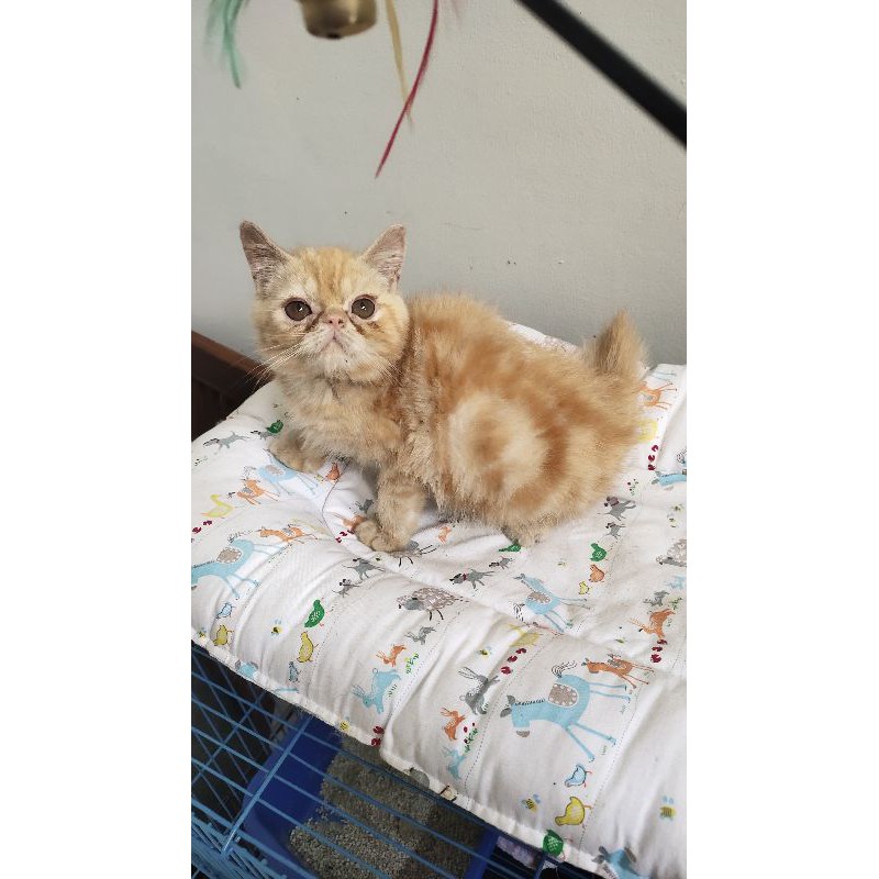 Kucing Persia exotic (pesek bulu pendek) oren sudah vaksin