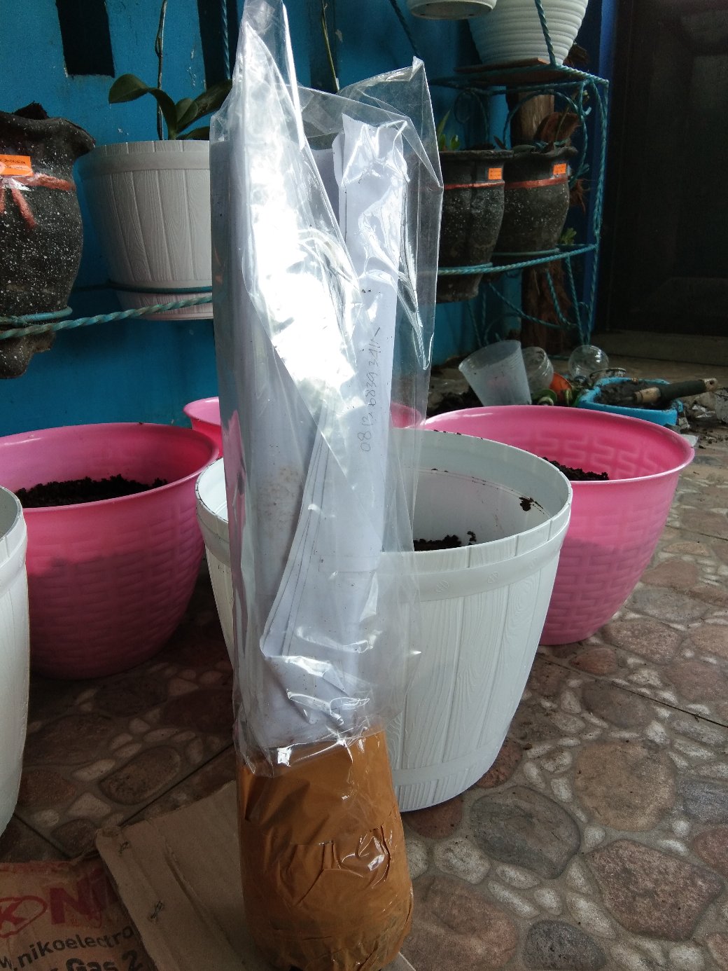 Bibit Bunga Aglonema Lipstik Aurora