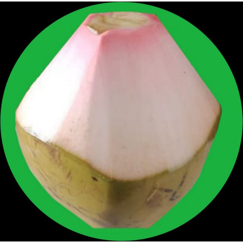 

kelapa ijo besar
