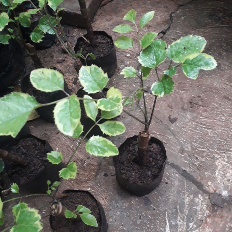 dondong laut varigata