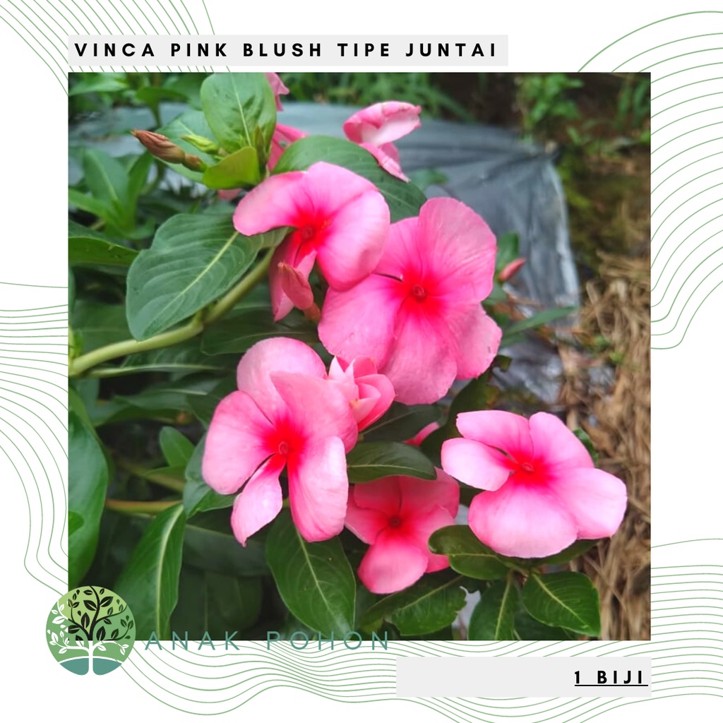 Benih Bibit Biji - Bunga Vinca Pink Blush Tipe Juntai Rare Jenis Langka Flower Seeds - FRESH SEEDS