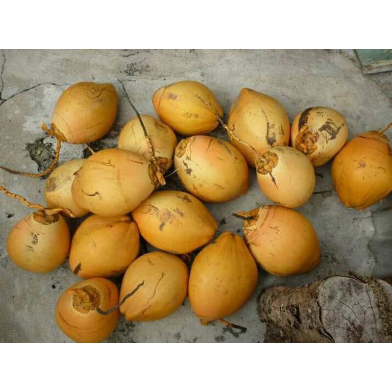 kelapa muda gading