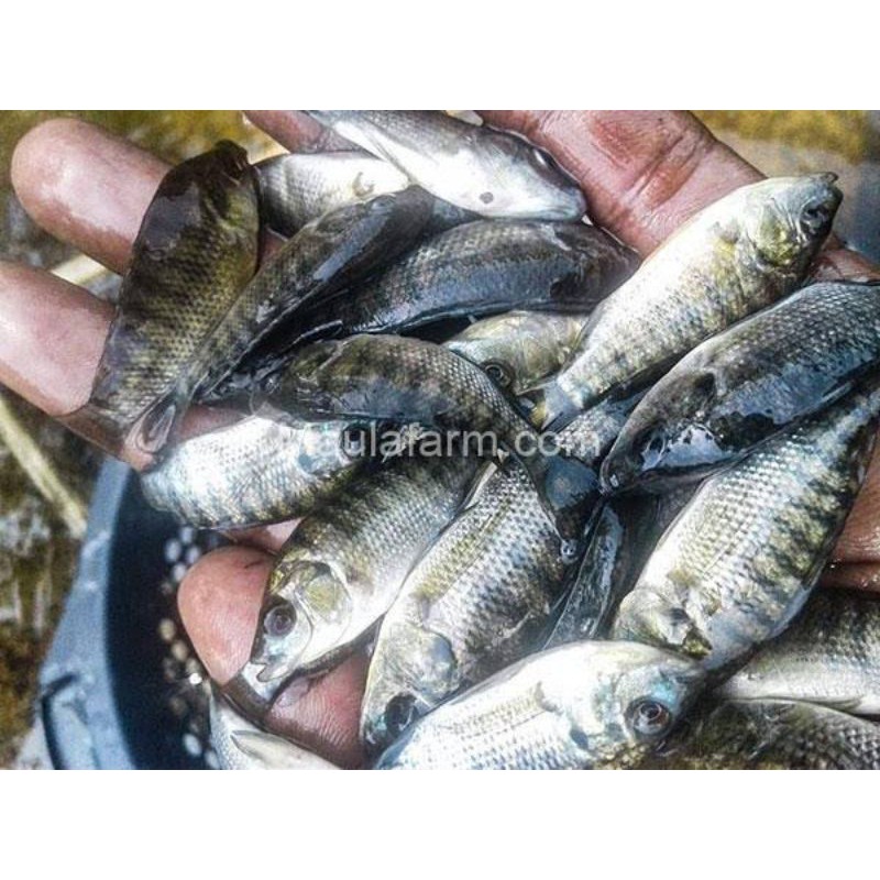 bibit nila nirwana 3