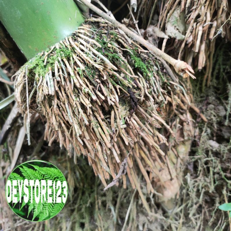 

Akar Bambu petuk bambu hijou segar