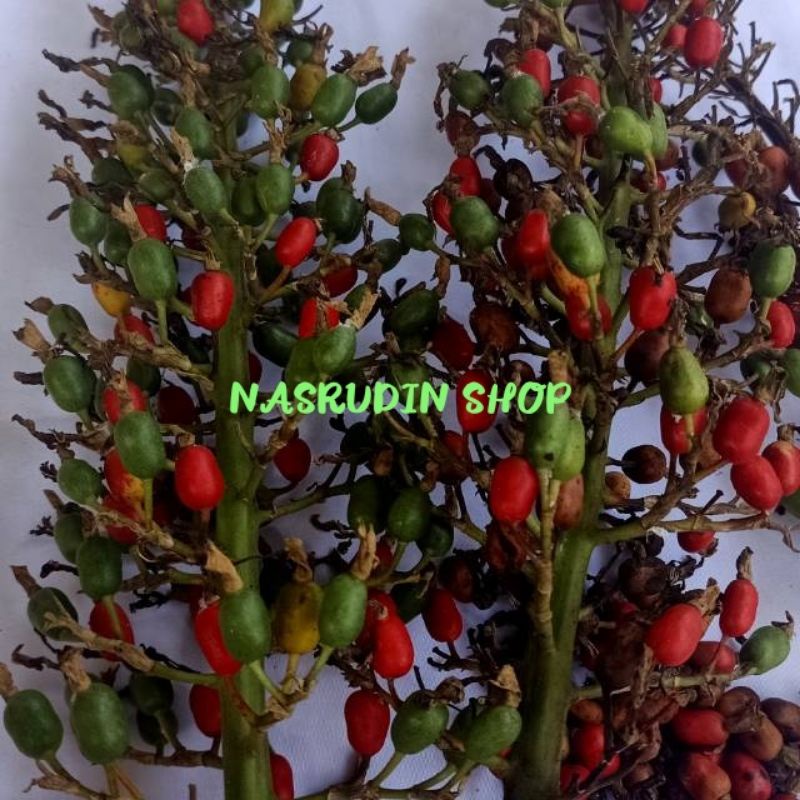 BIBIT BIJI LENGKUAS 100 BIJI / BIBIT LENGKUAS LAOS Fresh