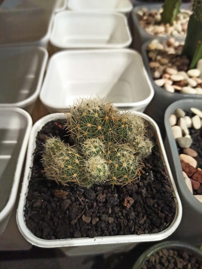 Kaktus Ownroot Bukan Bekas Sambungan Bebas Pilih