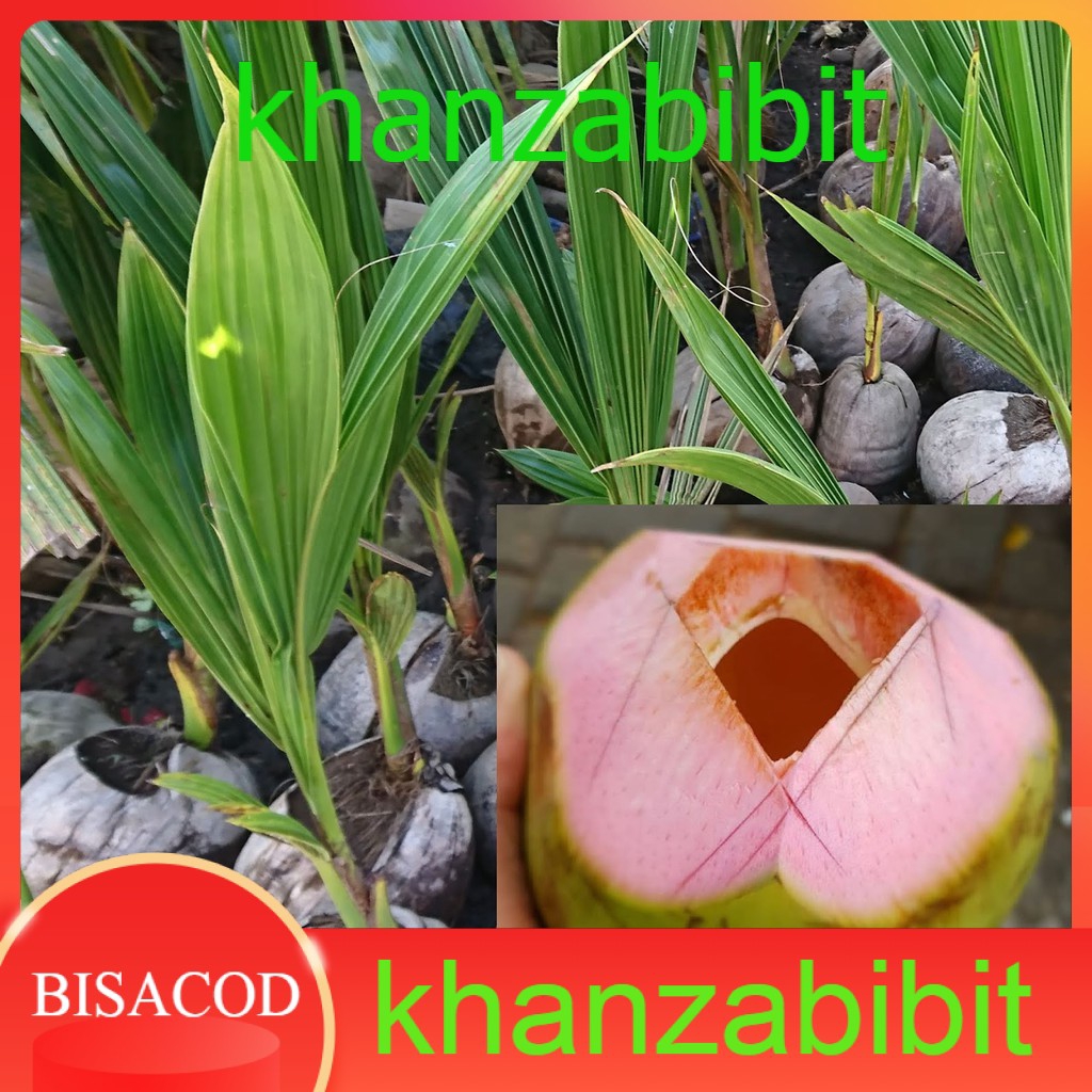 Bibit kelapa  wulung kelapa  hijau  wulung kelapa  ijo  