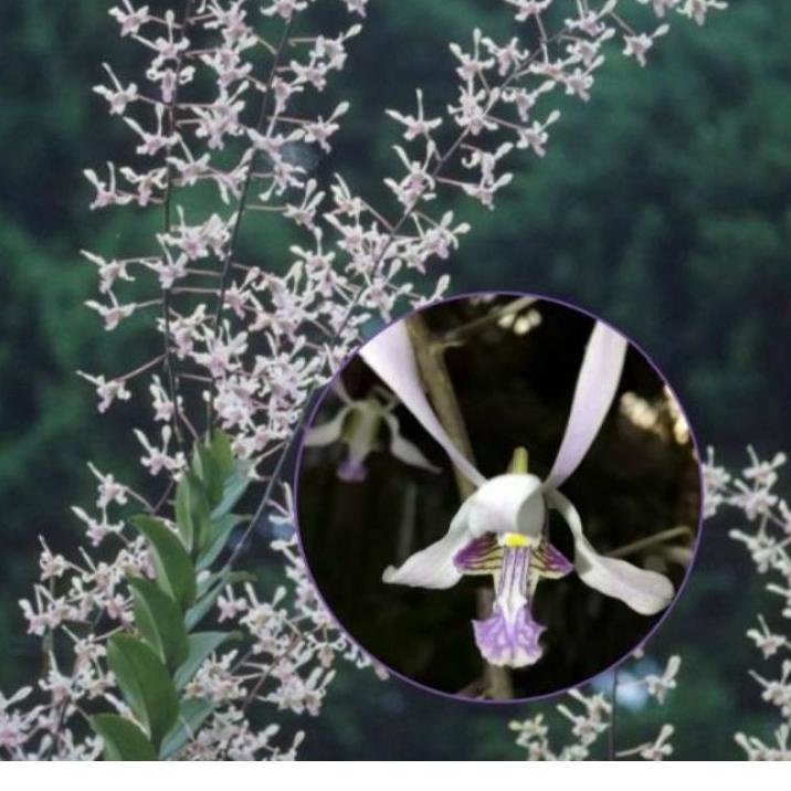 Top Produk.. dendro kriting lineale 80k/dd orchid