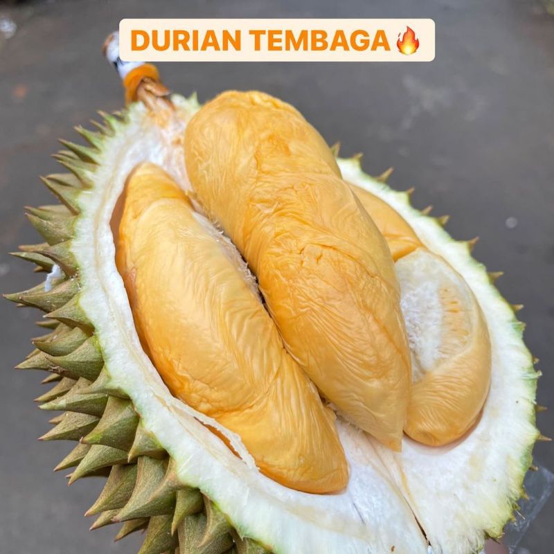 Bibit Durian Tembaga Super Manis