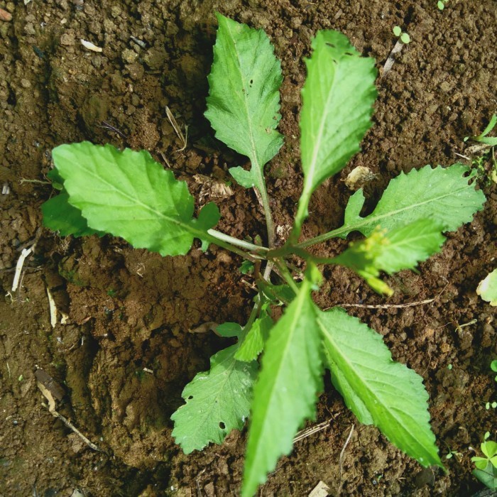 

Daun Sawi Tanah Sawi Liar Segar 300 Gram (Fresh)