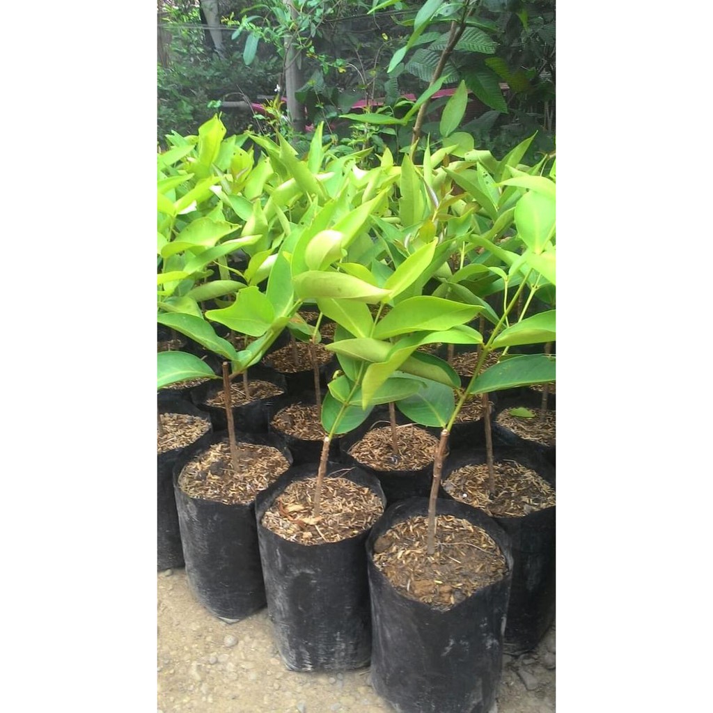 L0N BIBIT JAMBU AIR KESUMA MERAH|BIBIT JAMBU KESUMA MERAH MURAH|ECER GROSI IDLE