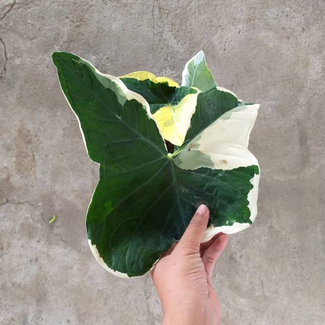 Tanaman hias unik Keladi variegata mickey mouse taro