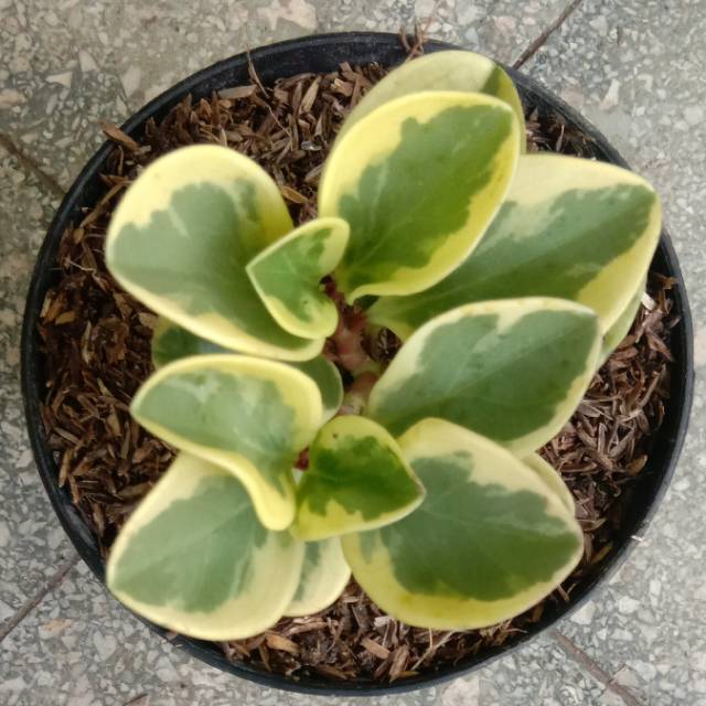 Peperomia obtusifolia variegata - Tanaman paperomia obtusifolia - BAKUL KEMBANG