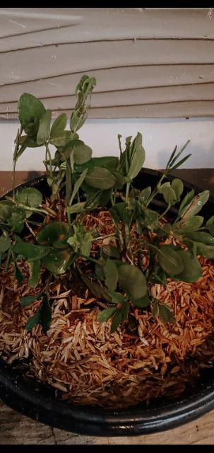 Tanaman Hias - Bibit Bunga Kacang Kuning