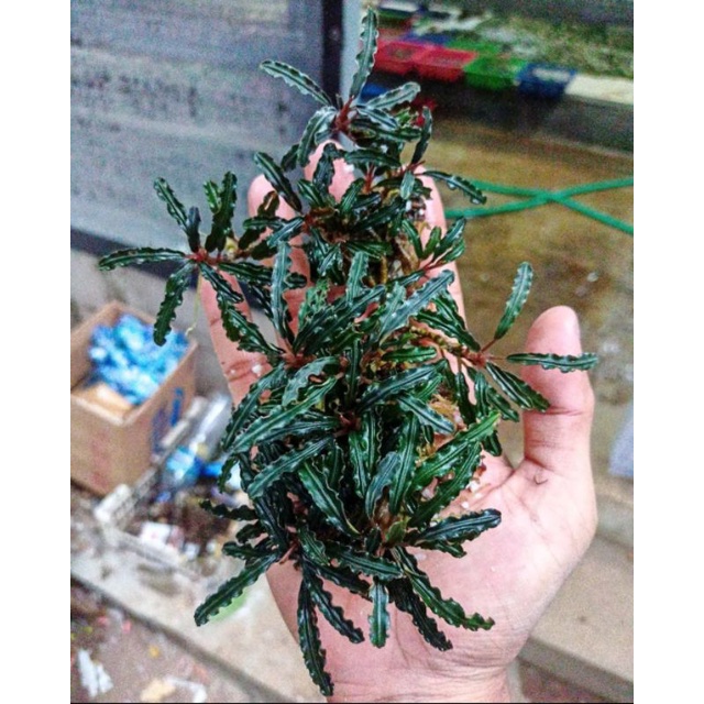 bucephalandra cantrine 1/2 kg dan bonus