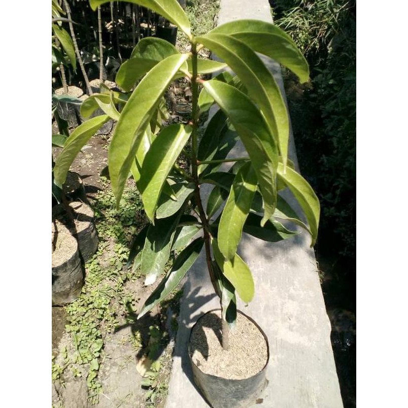 @_@ Tanaman Pohon Buah Jambu Darsono/Jambu Bol