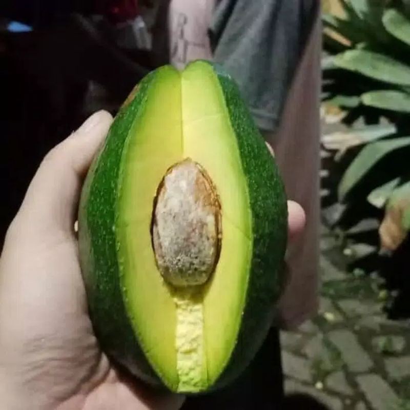 

Alpukat Mentega Merauke Super Pasar Induk Online