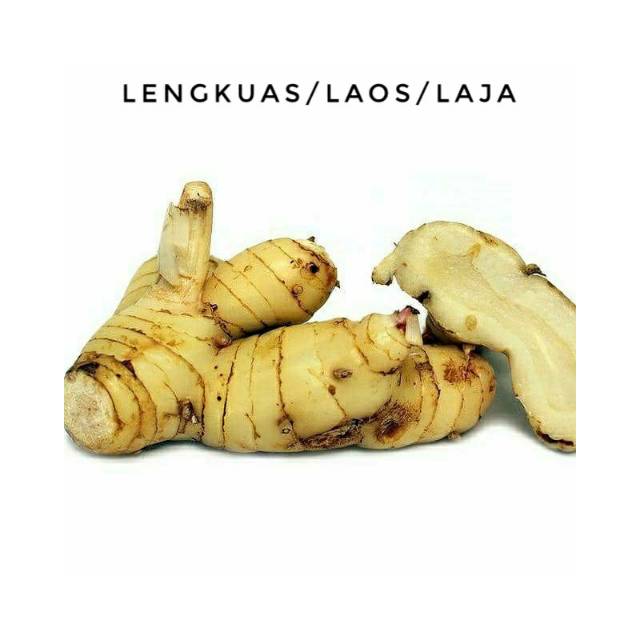 

LENGKUAS PUTIH 500 gr /LAOS BUMBU MENTAH