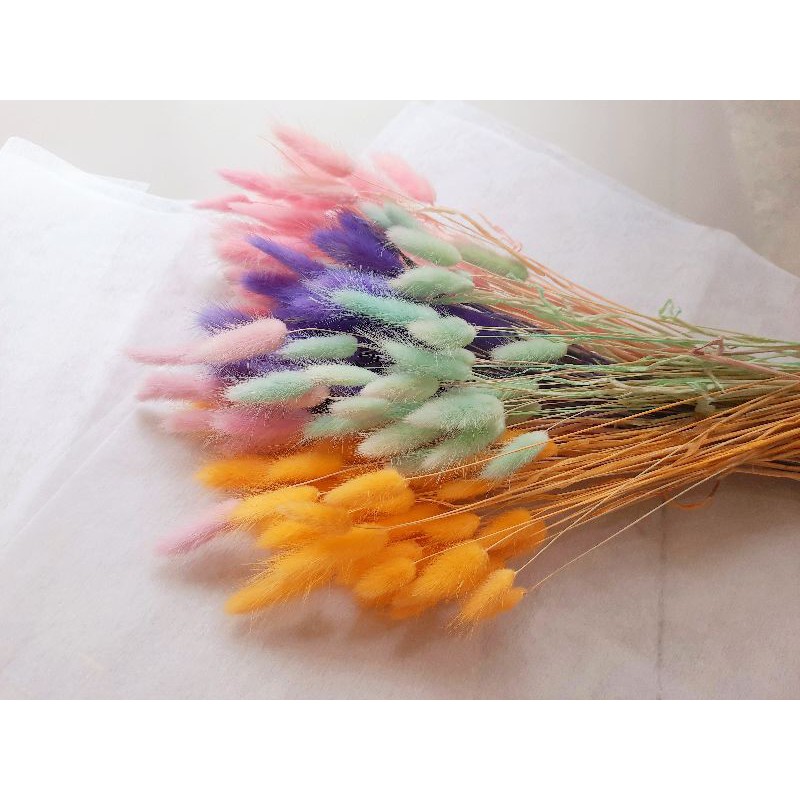 lagurus / bunny tail / bunga kering / dried flower